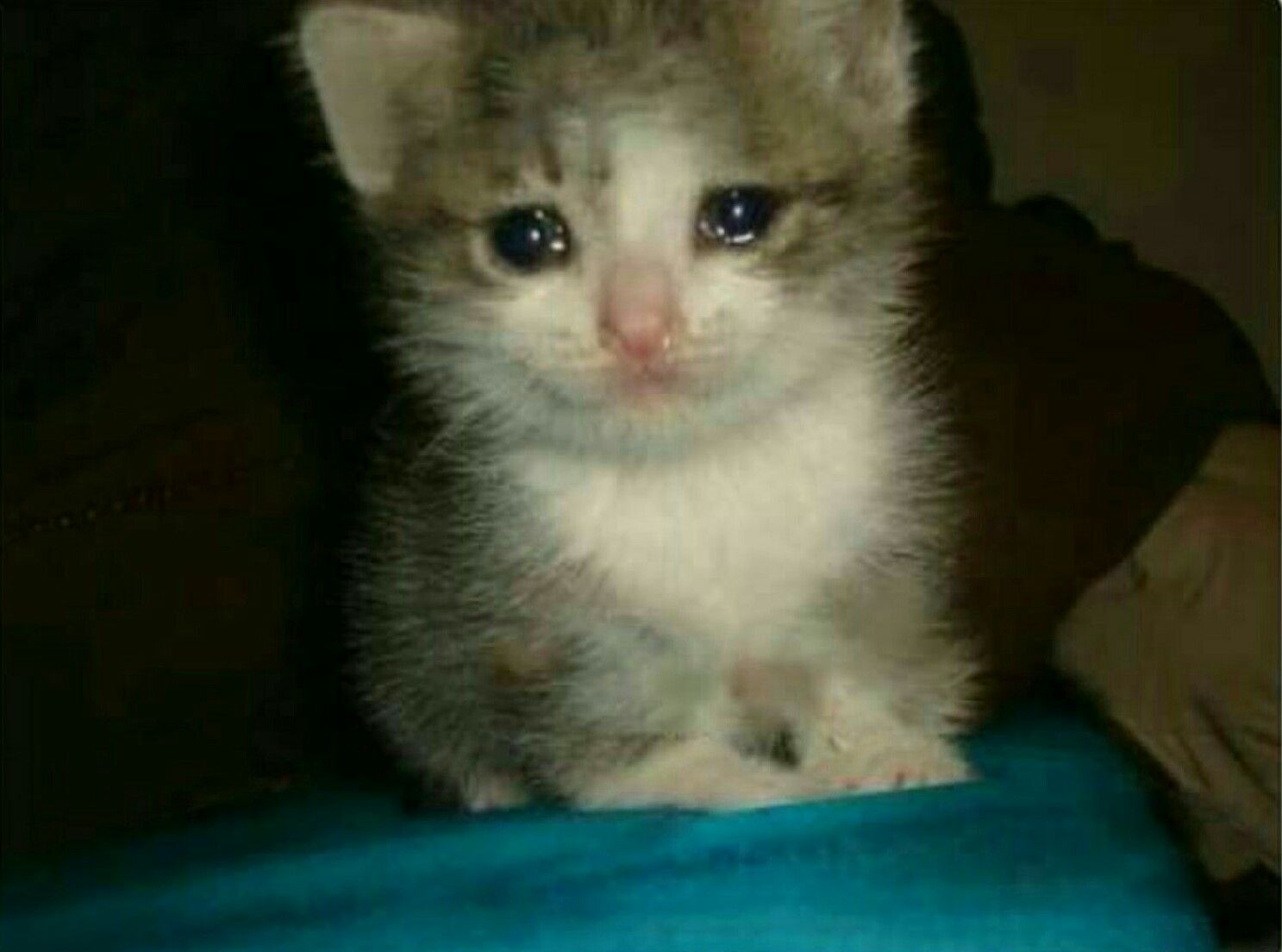 original crying cat source